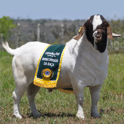 National Dog é o grande campeão do Festival do Xis de Santa Maria – Santa  Maria